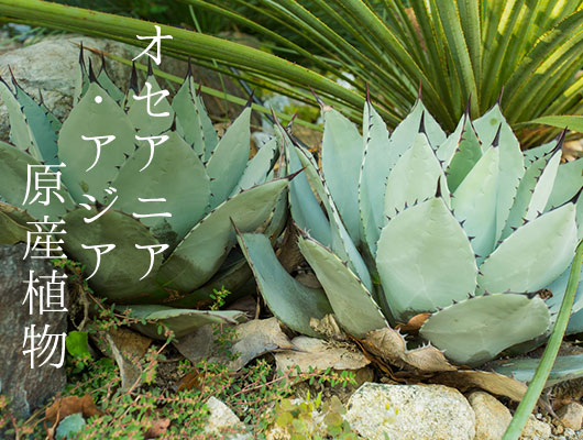 アジア原産植物